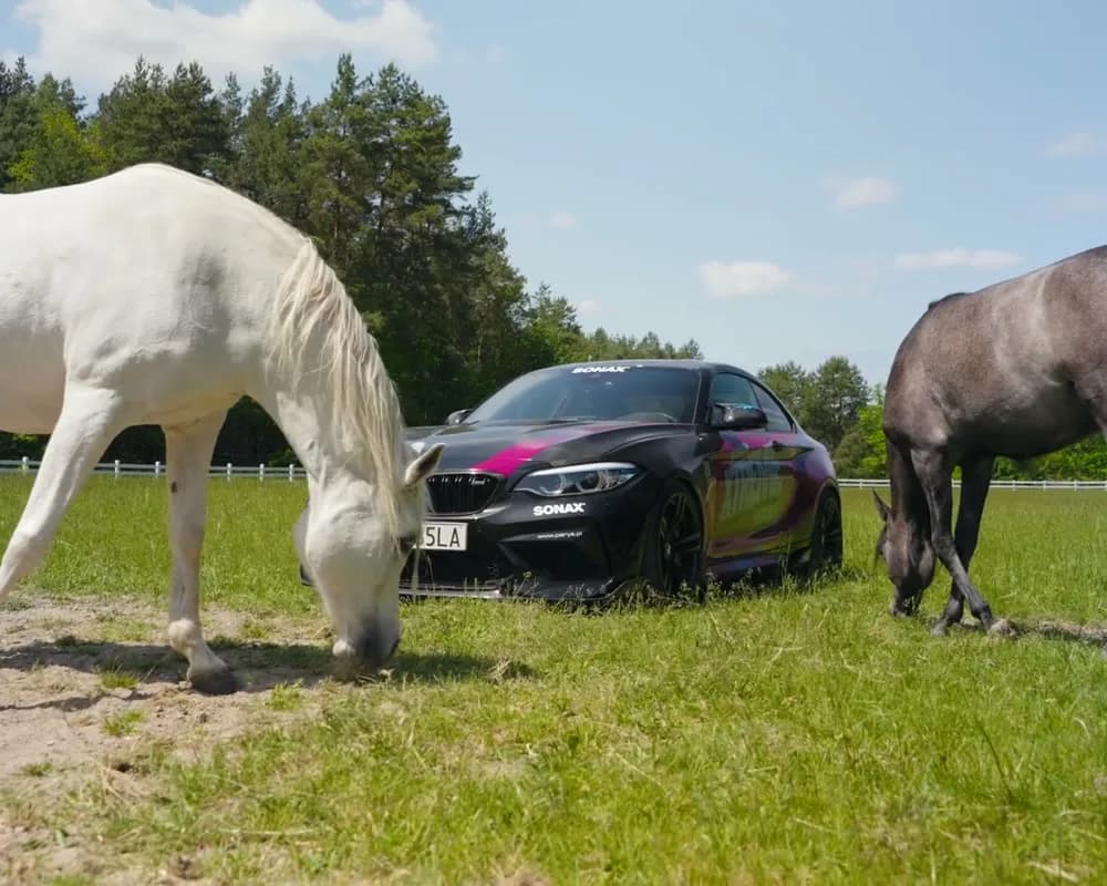 Konie i BMW na łące, Michno